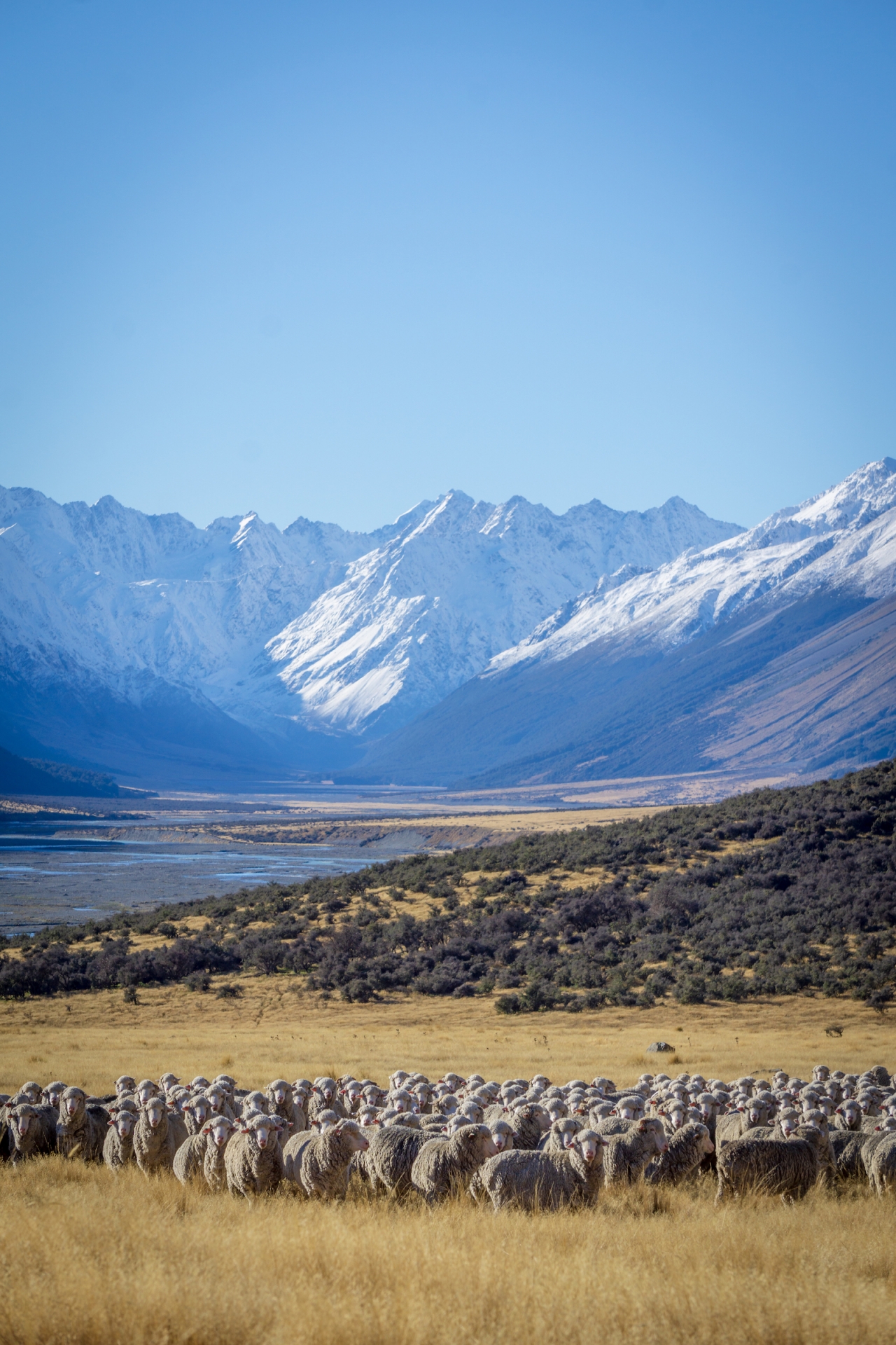 New Zealand Farmland 