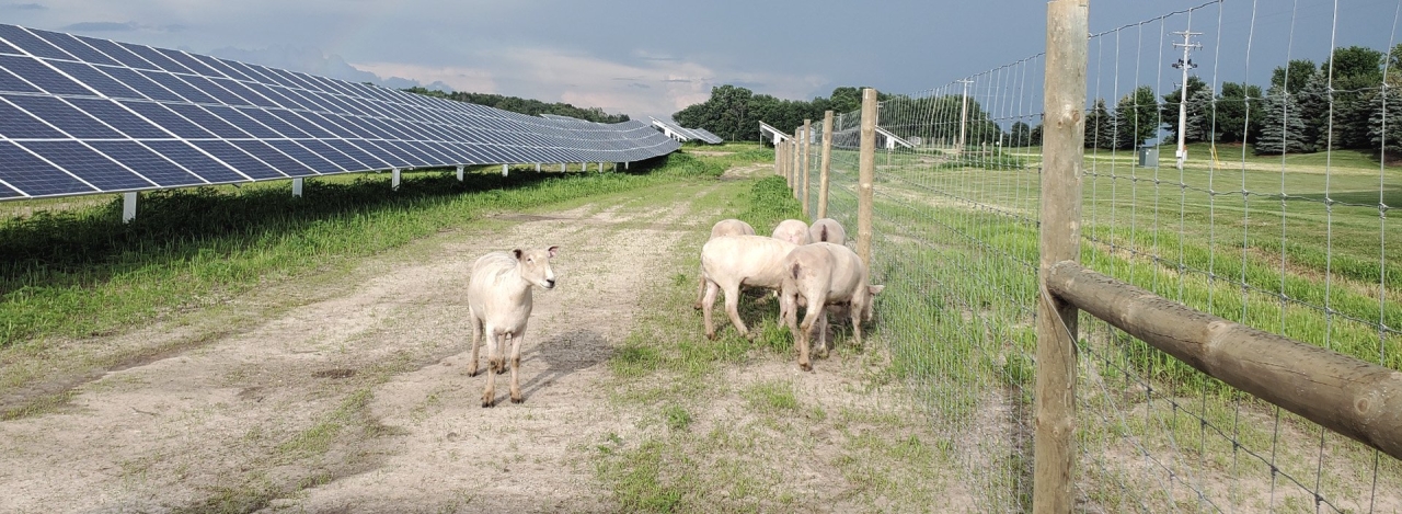 Sheep among solar panels