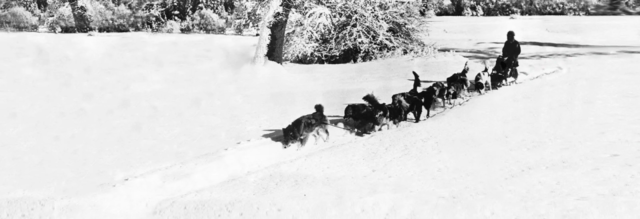 sled dogs