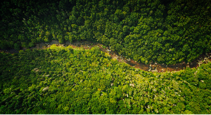 river going through a forest