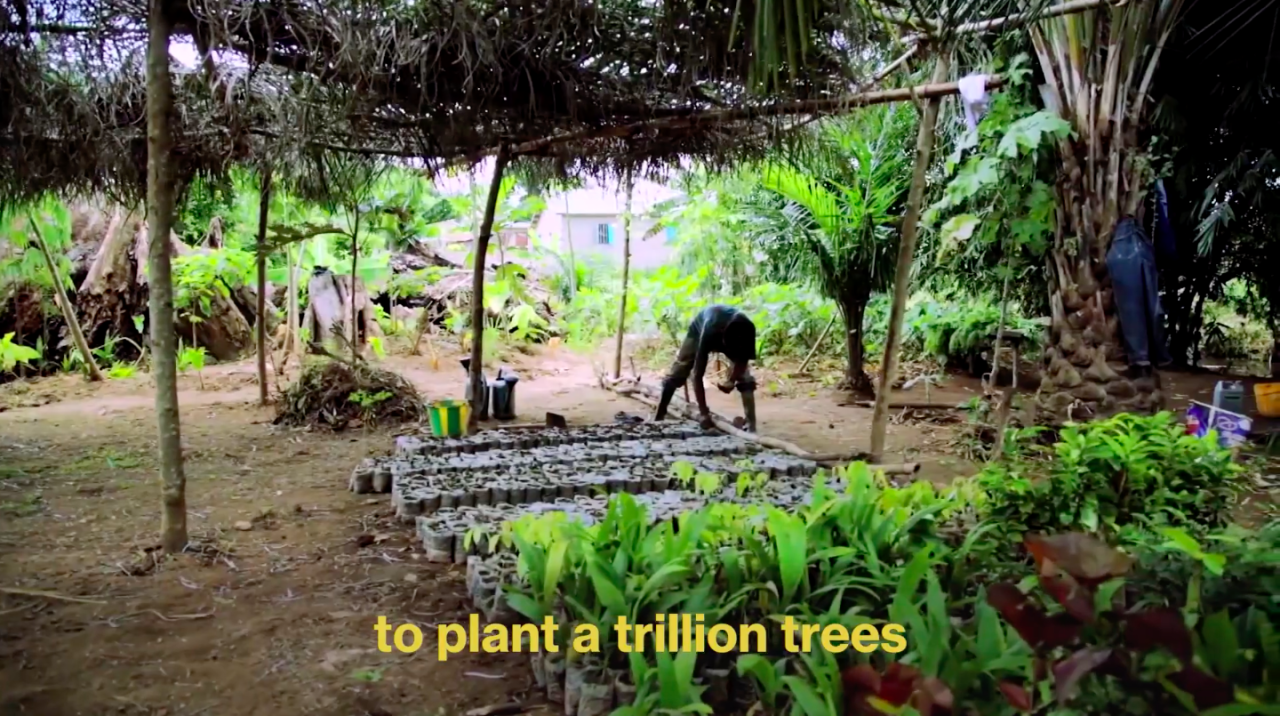 Someone planting trees in a village