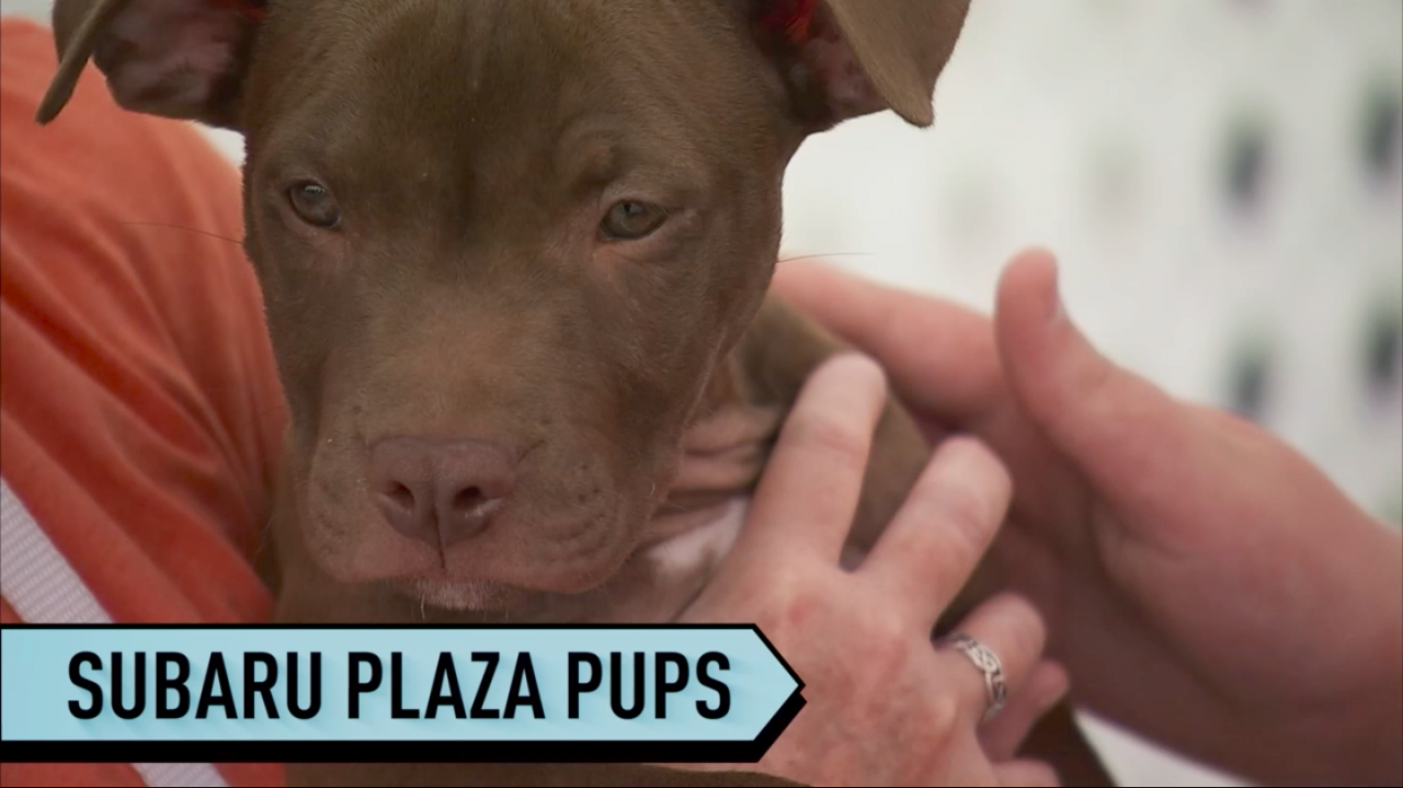 Picture of dog reads: Subaru Plaza Pups