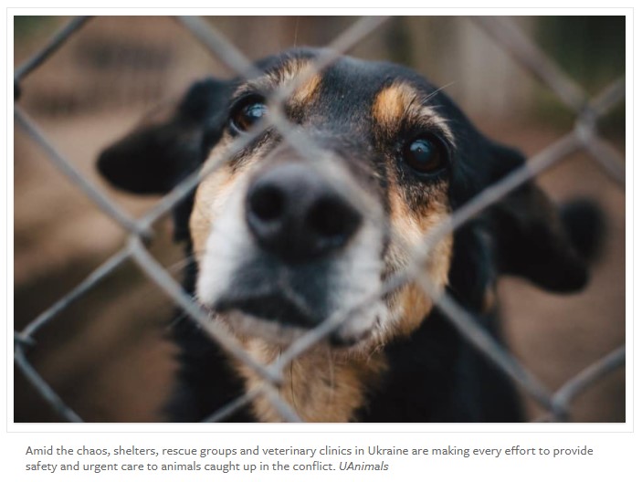 CSRWire - How Humane Society International Is Taking Action for Ukraine and  Its Animals and How You Can Help