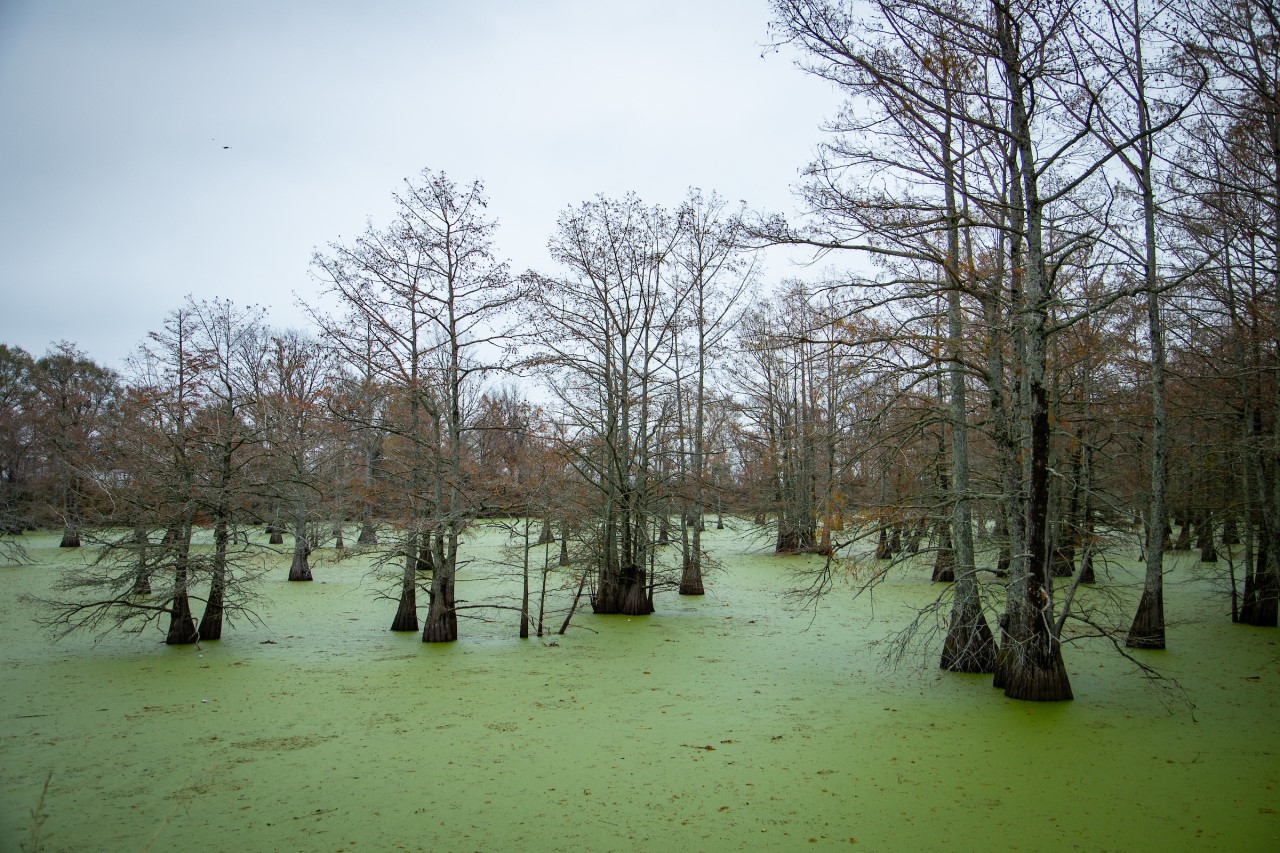 Wetlands