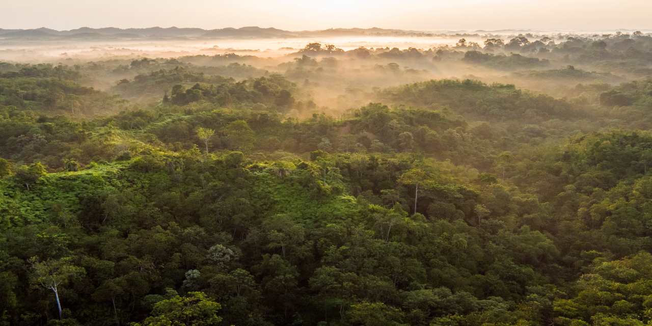 aerial view of a dense forest with fog in the background