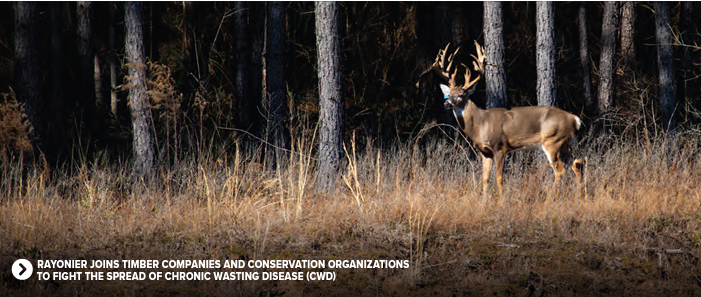 A deer in a forested area