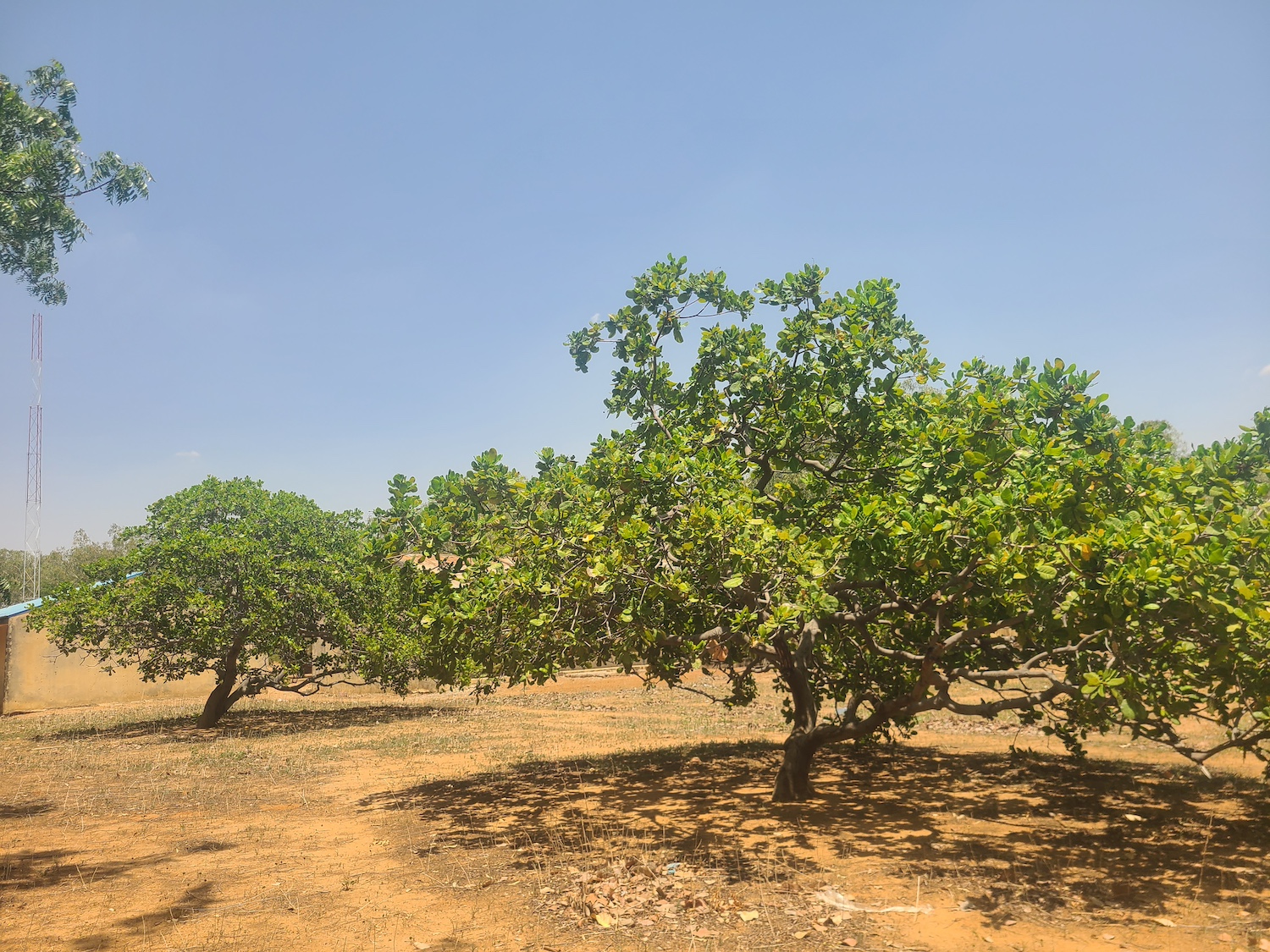 Full-grown orchard trees at Makoda village that are a part of the larger Wall of Trees — desertification