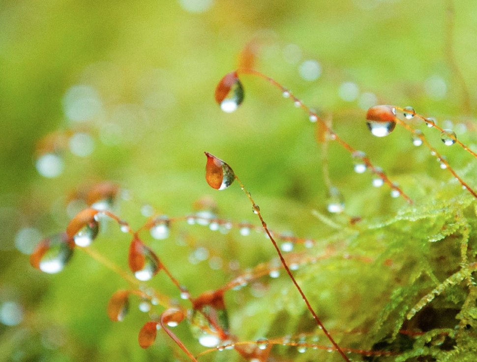 dew in the grass