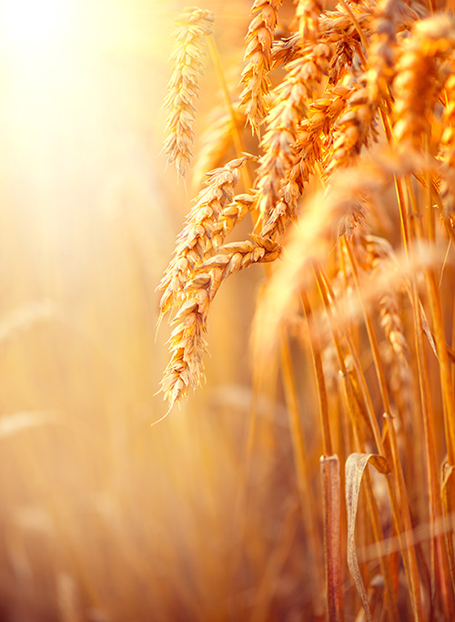 wheat grass close up