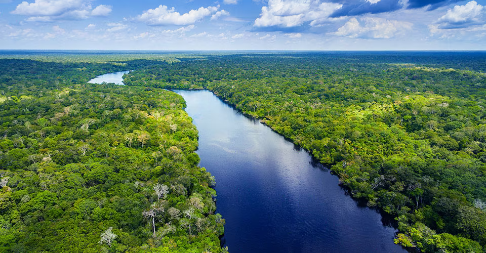 aerial shot of river surrounded by forest