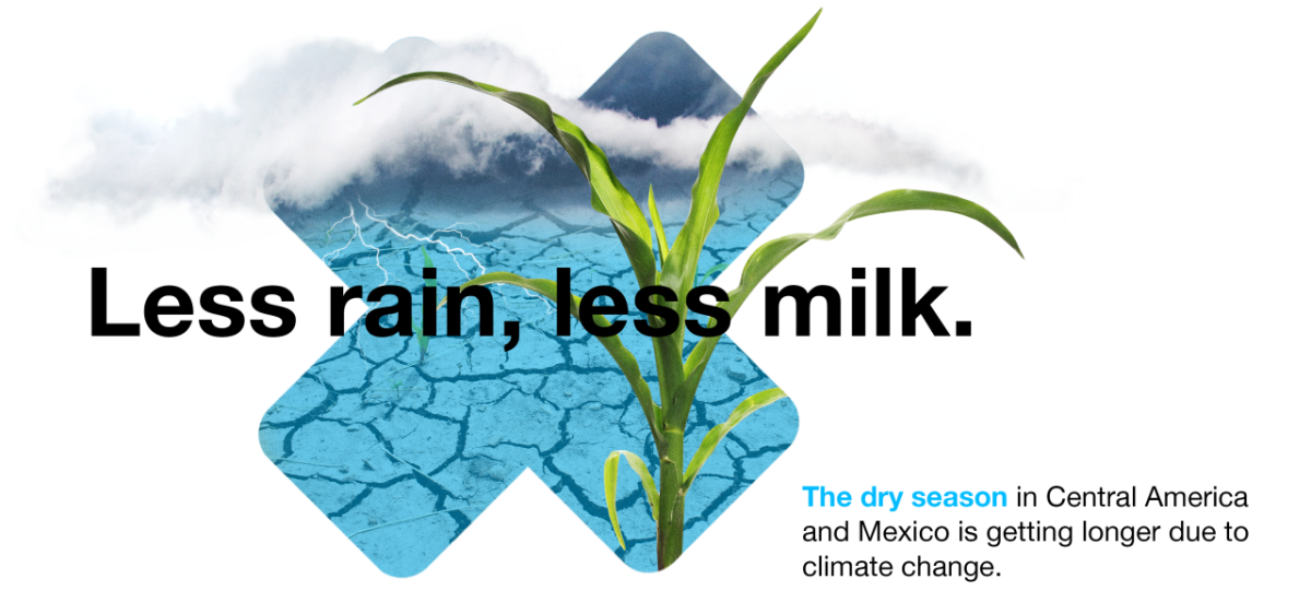 Less rain, less milk