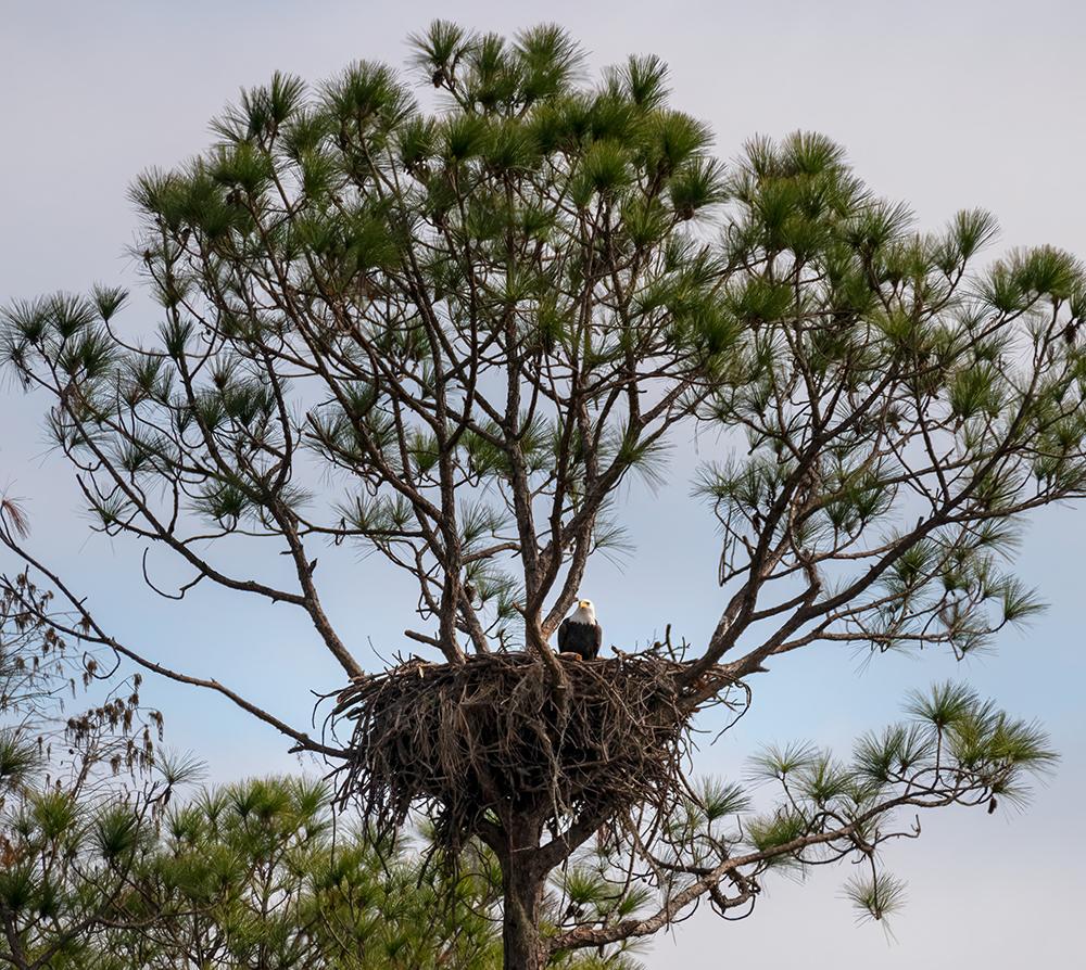 An eagle in a nest in the tree top.