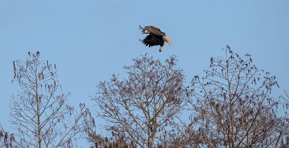 A bald eagle in flight