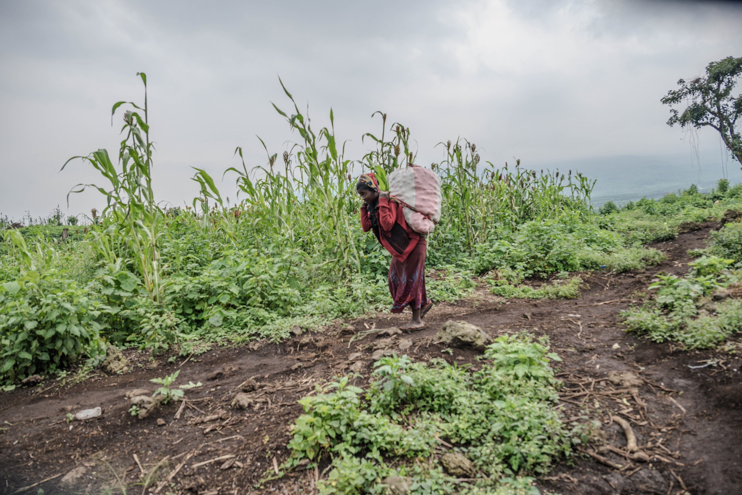 Kavira Mwamini walks through her field with a sack of harvested crops on her back — early warning systems