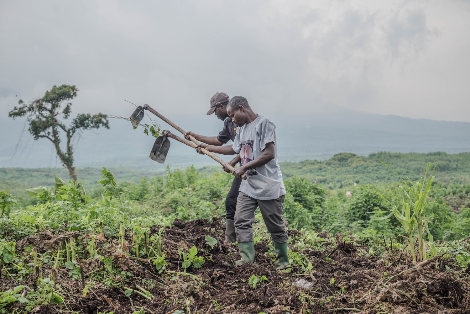Kazungu Bahati and another farmer tend to their field with hoes — early warning systems