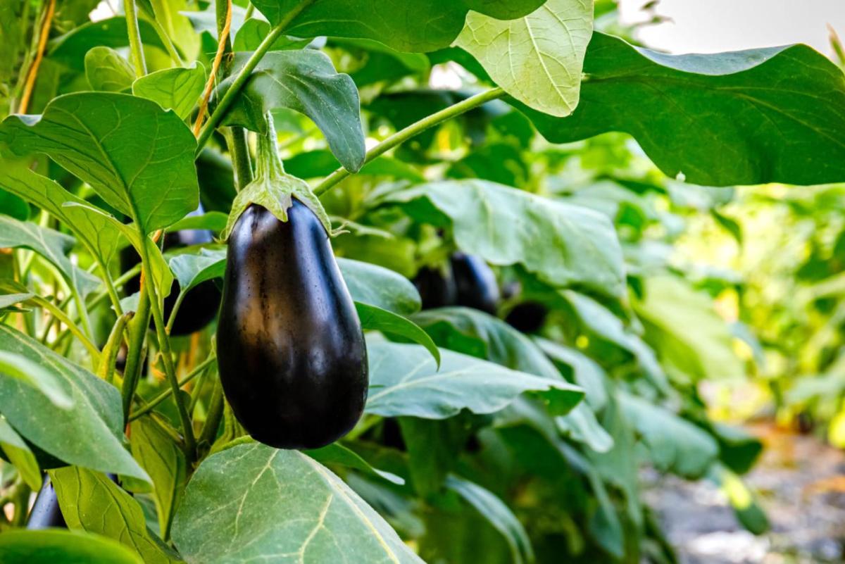 Eggplants growing in a field