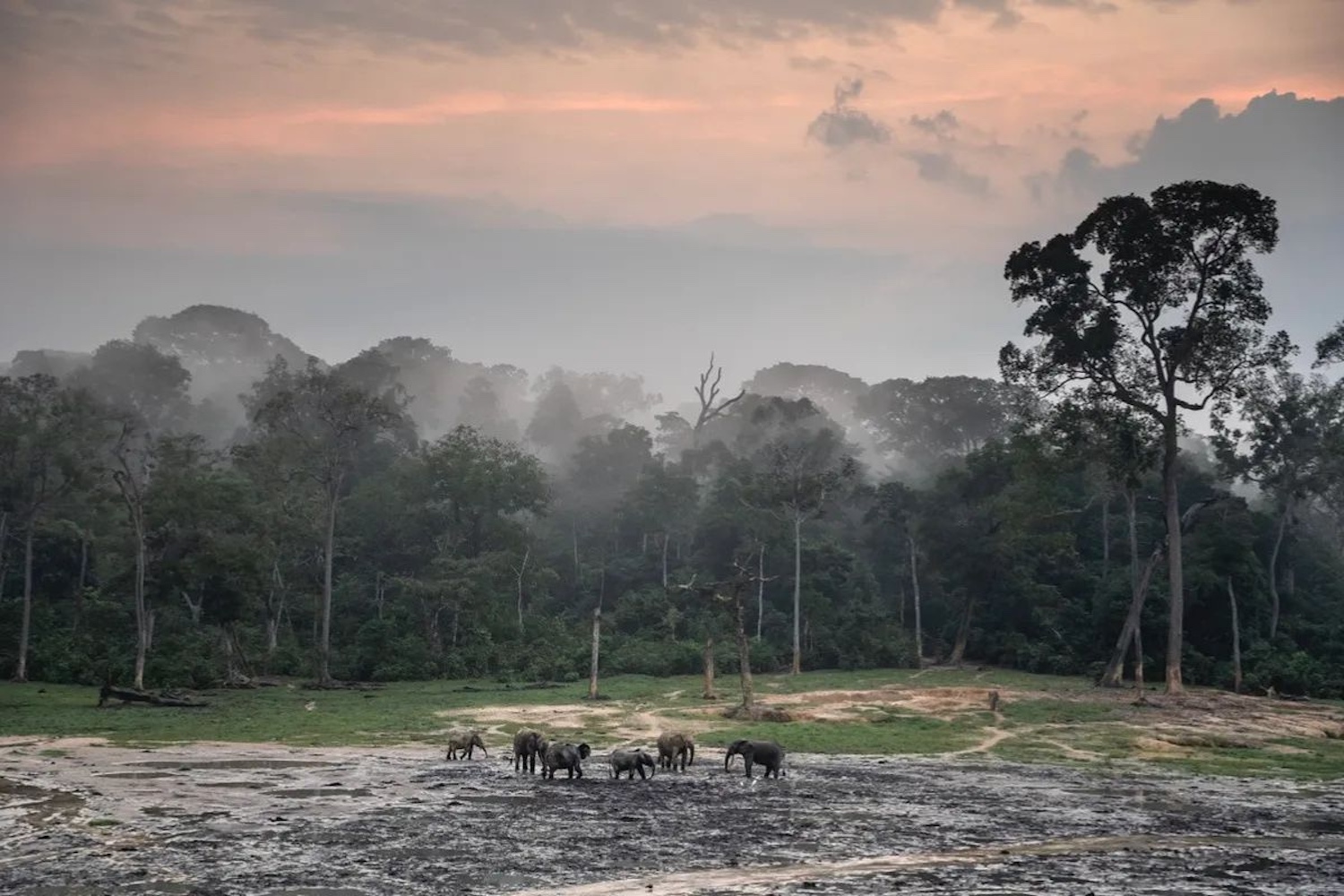 A herd of African forest elephants gather in a forest clearing at sunrise — elephant conservation