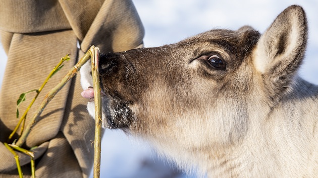 Primrose the caribou calf enjoys a meal.