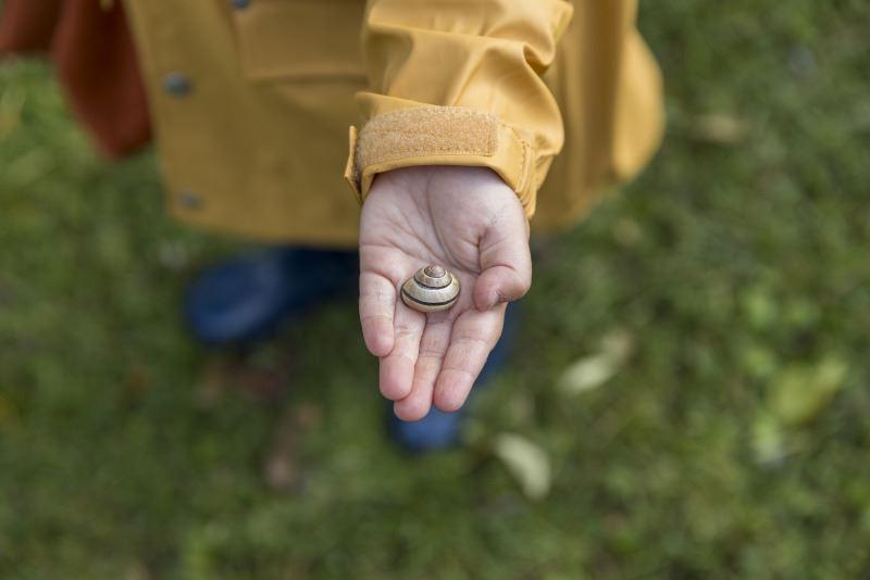 hand holding a snail shell