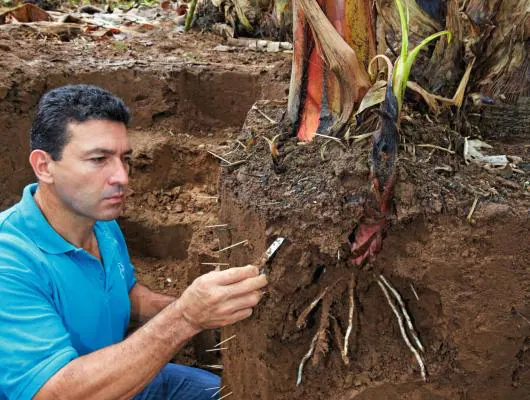 Un agricultor revisando raíces de banano