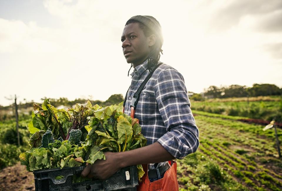 A farmer carrying a tray of greens in a large field