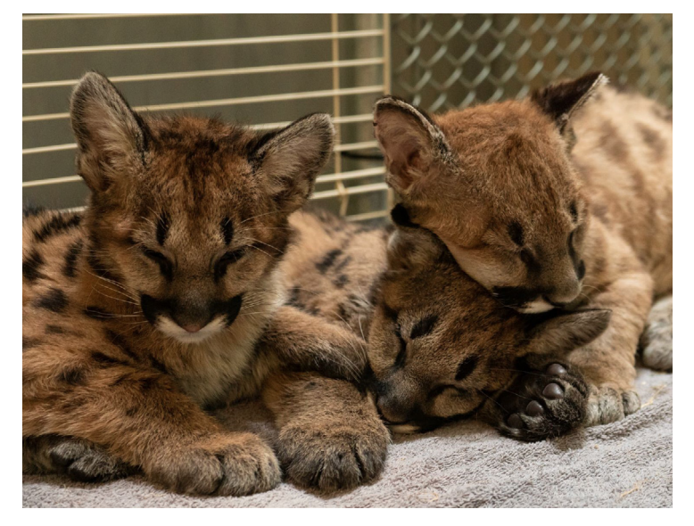 3 mountain lion cubs