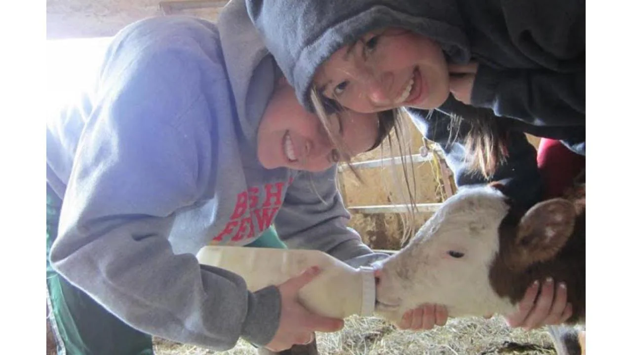 Two people feeding a calf