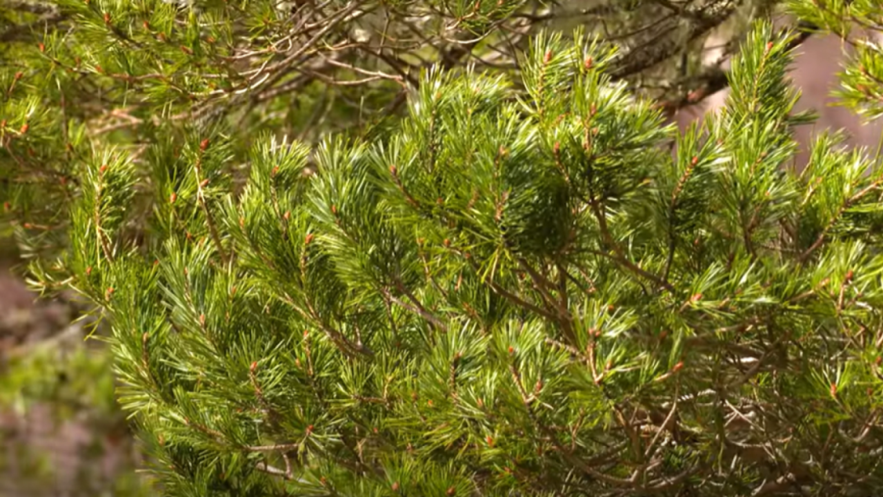 close up of tree branch