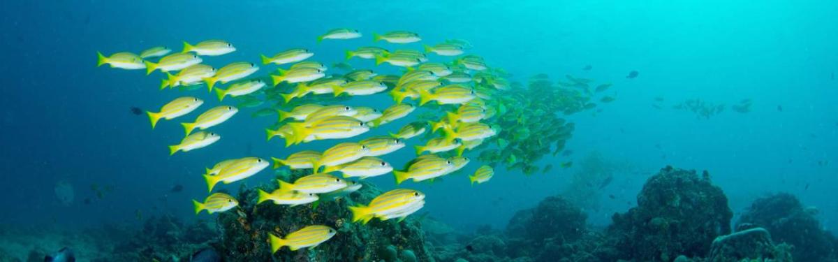 A school of fish in the ocean