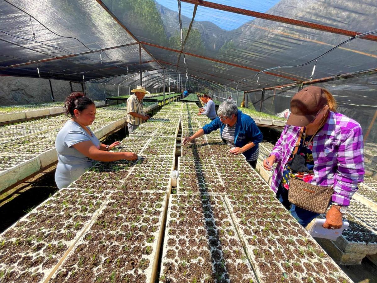 People planting seeds in small pots in a greenhouse.
