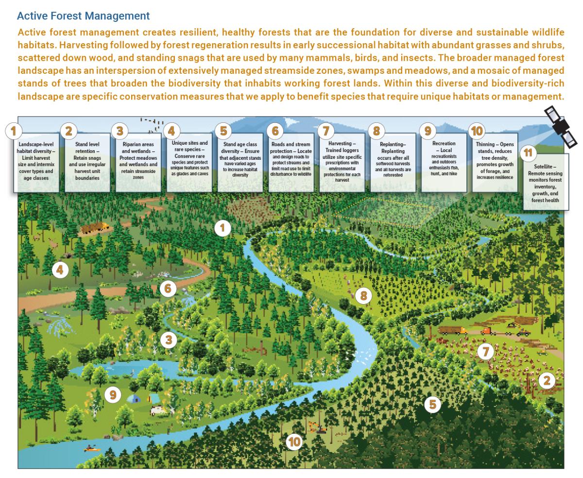 Info graphic "Active Forest Management" with 11 points and brief descriptions matched to locations on a drawn map of a forested area with waterway.