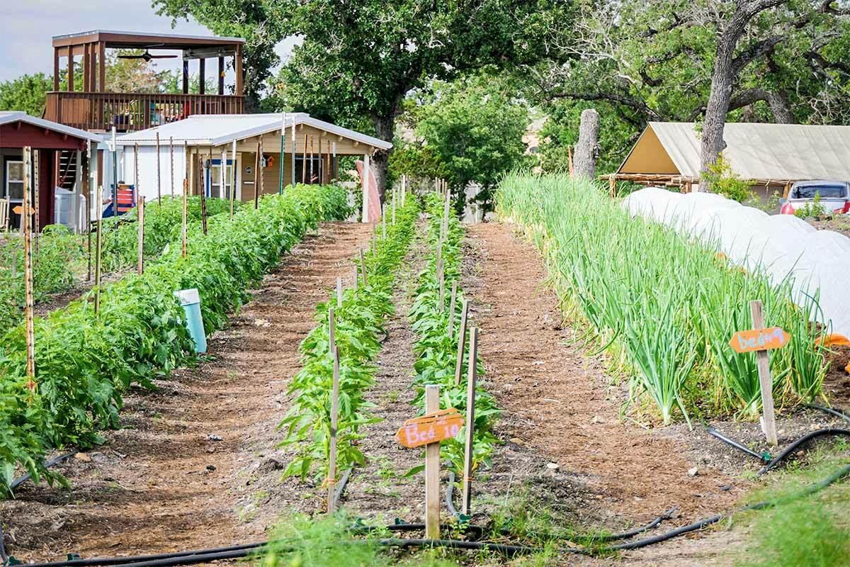 Rows of plants growing in a large garden