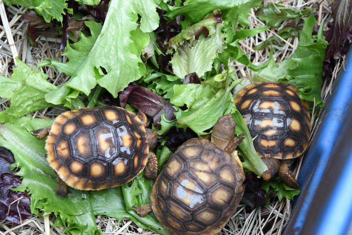 Gopher Tortoises in a safe container