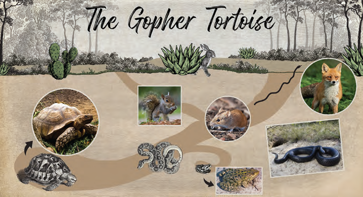 The Gopher Tortoise with a collage of photos of the tortoise and related animals.