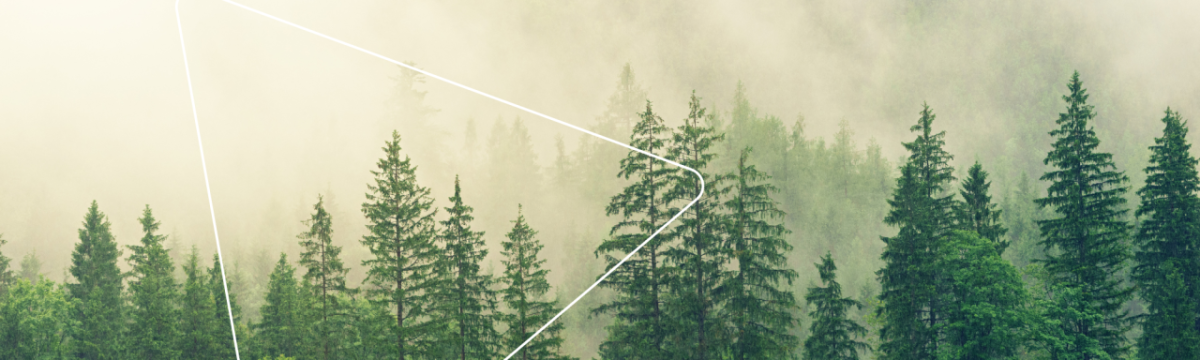 mist-filled pine forest with a thin triangular overlay