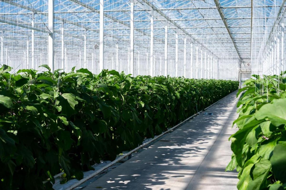 Inside a greenhouse farm