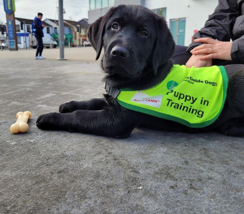 guide dog in training puppy