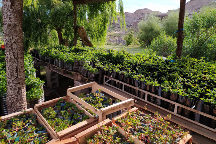 Greenery and plants in boxes