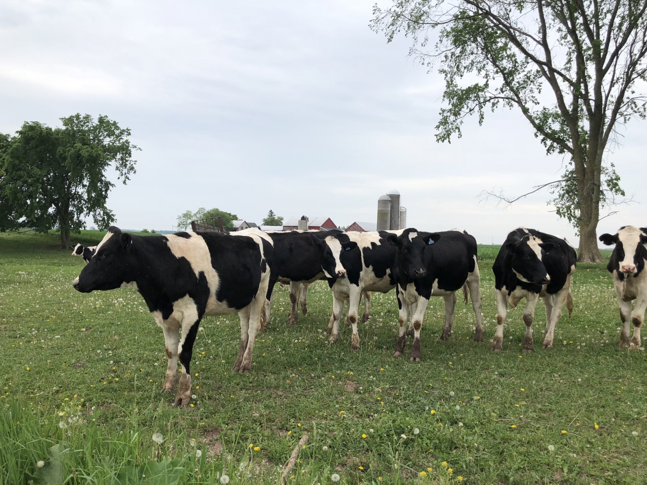 The new Roadmap for a Sustainable Dairy System can help transform our nation's agricultural landscape for the benefit of farmers, communities, and the environment. © Paige Frautschy/TNC