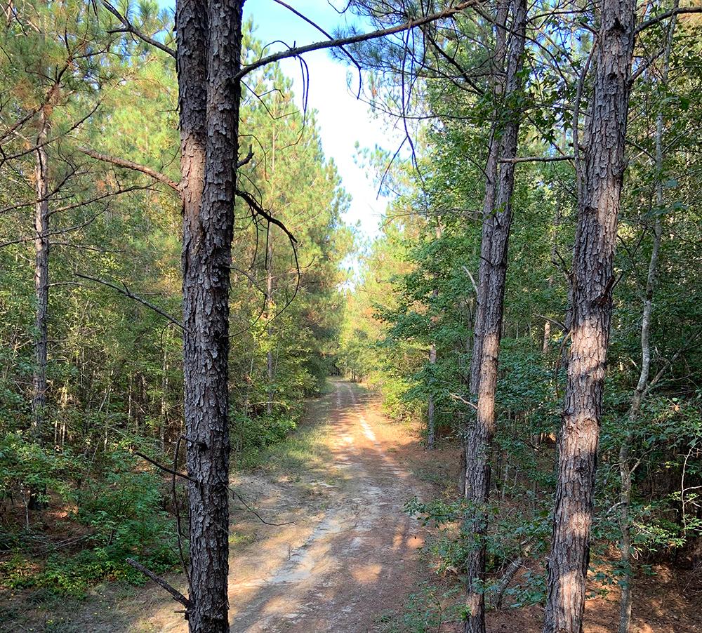 view of a gravel road from a tree stand.