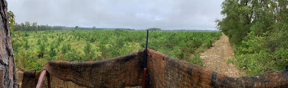 View from a tree-stand overlooking a forested area