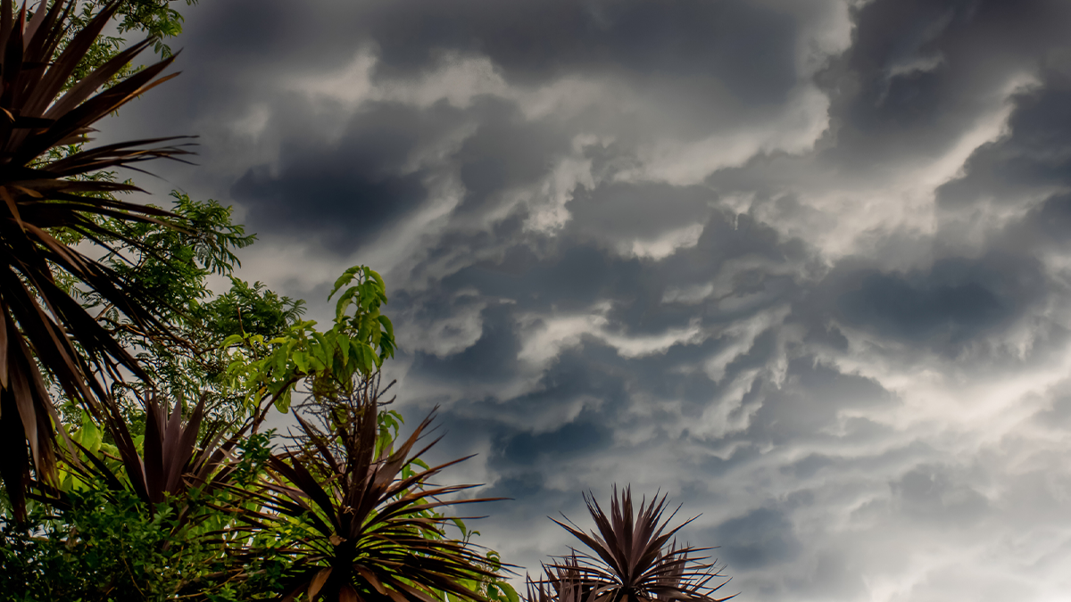 Storm clouds in a darkening sky. Tropical trees in the corner.