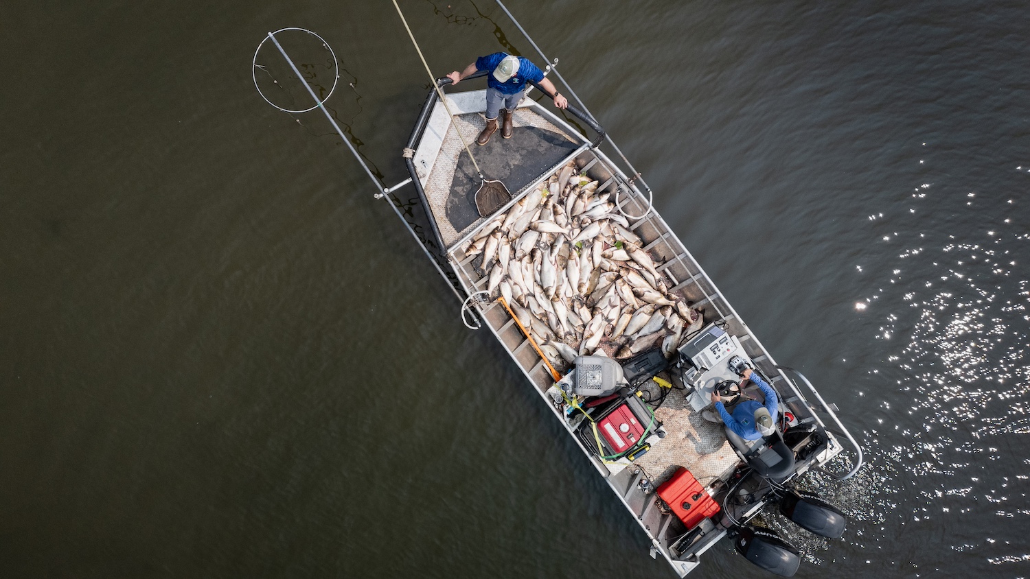 Invasive carp in a fishing boat, seen from above. 