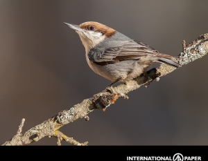 Brown Headed Nuthatch