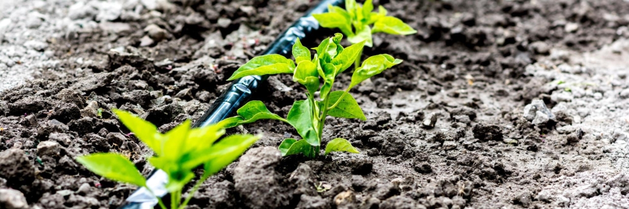 irrigation of seedlings