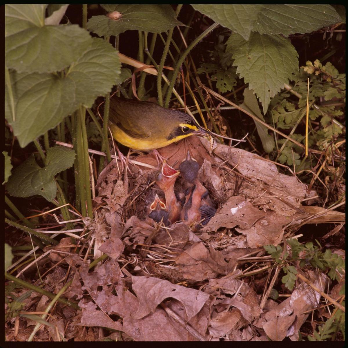Kentucky warbler birds in a nest