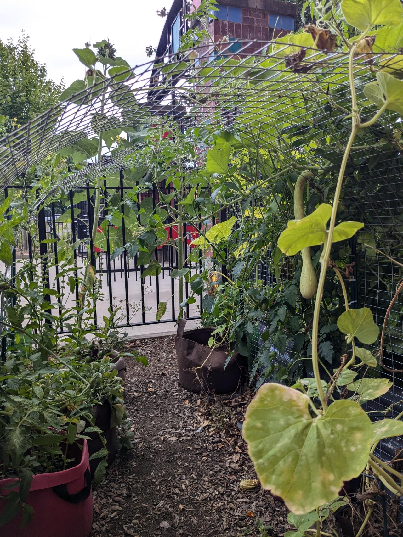 Garden with a trellis overhead and hanging greenery