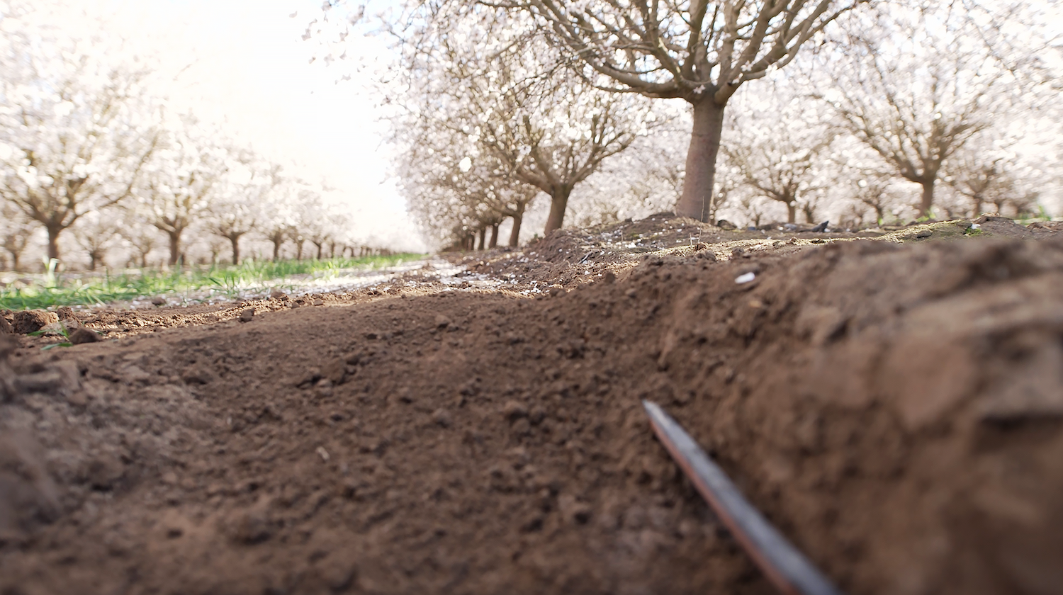 A drip irrigation line goes under the soil at a Kind Almond Acres Initiative orchard.