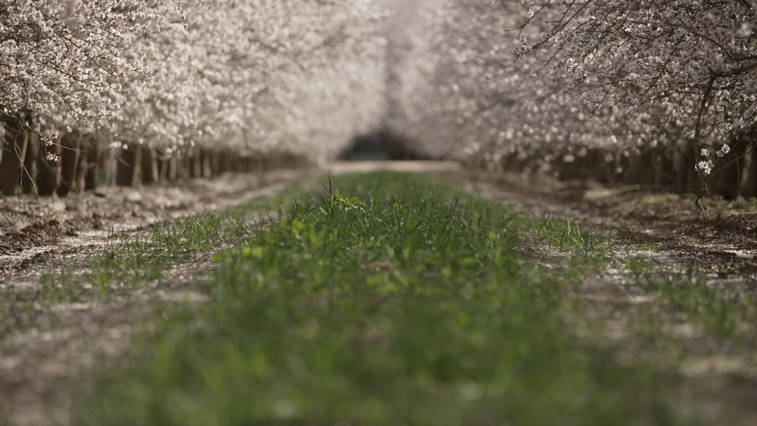 Cover crops growing close to the ground between the trees at a Kind Almond Acres Initiative orchard.