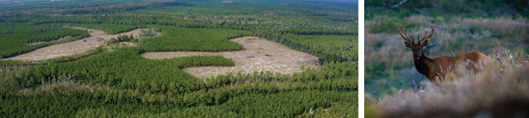 One image of green forests and one of a deer